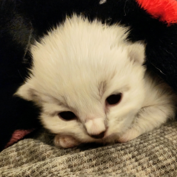 Meet your Posher, Posh - Picture 8 of 8